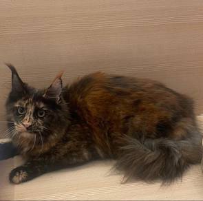 Mainecoon
