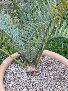 Dijual combo 4 pokok Encephalartos yang rare