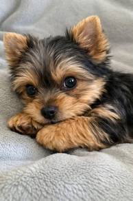 Bubble of love Silkese Long Hair Small Puppy Puppy