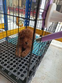 Toy poodle