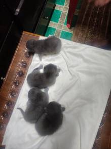 British Shorthair Newborn Kitten ✨
