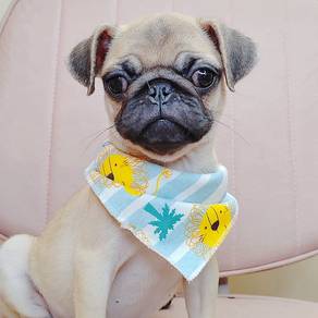 Pug