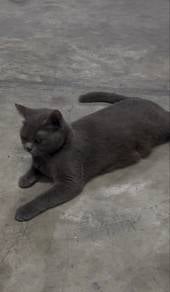 BSH Cat (Female)