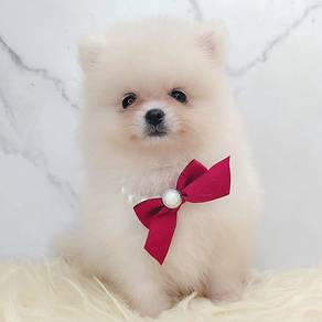 Pomeranian