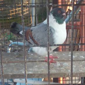 Pigeon