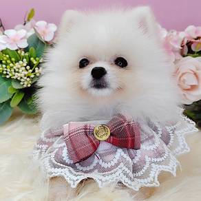 Pomeranian