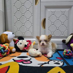 Pure Breed Chiwawa