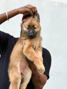 German shepherd mix Belgian shepherd 