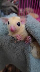 Sugar glider 