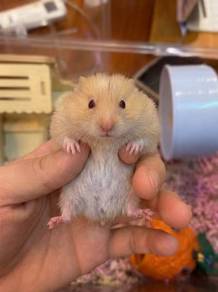 Long Hair Syrian Hamster (Orange Cream White)