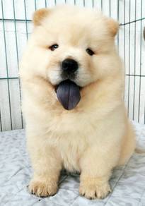 CC388 Chow Chow pretty puppy