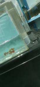 red rose guppy 