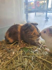 guinea pig tikus belanda gp