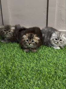 Persian