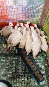 anak ayam mutiara putih limited