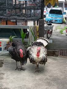 ayam belanda 