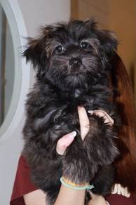 J0683 Silkese cute teddy bear baby puppy