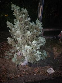 blue pine Italian cypress pine