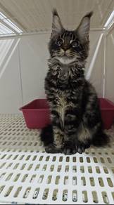 Maine Coon