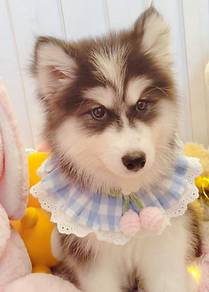 Husky