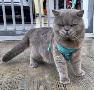 BSH BLUE good bloodline