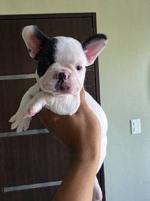 french bulldog 