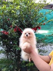 pomeranian puppy