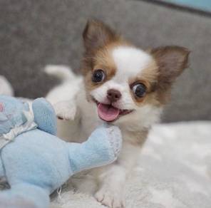 CHIHUAHUA PUPPIES 262 🌷Head Apple Cute Dog
