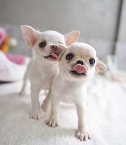 CHIHUAHUA PUPPIES 292 🌷Head Apple Cute Dog