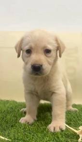 Labrador cream n black pups Mka microchip