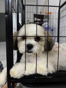 Male Shih Tzu 🐶