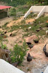 Ayam kampung asli