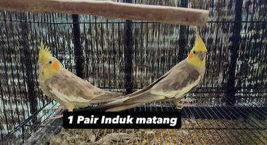 Cockatiel Induk Matang