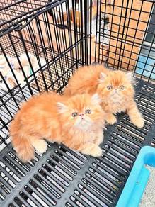 Semi flat face persian kitten