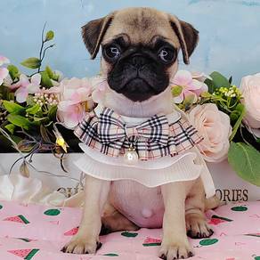 Pug