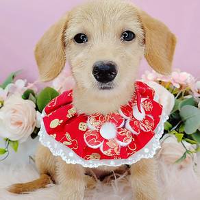 Dachshund