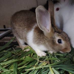 netherland Dwarf 