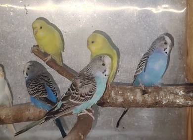 budgies 