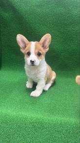 Corgi Male Puppy GM-1