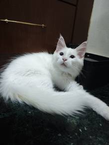 Maine Coon