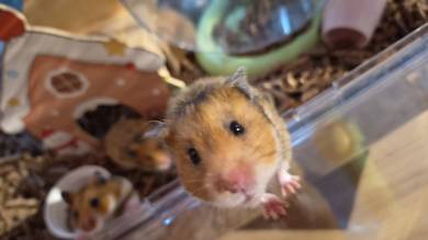 Syrian big bone Hamsters 