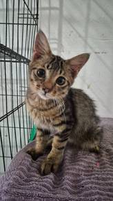 FREE Adoption- Meet Pong 🐾