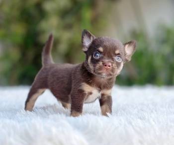 CHIHUAHUA PUPPIES VIP23🌷Head Apple Bonnie Boy