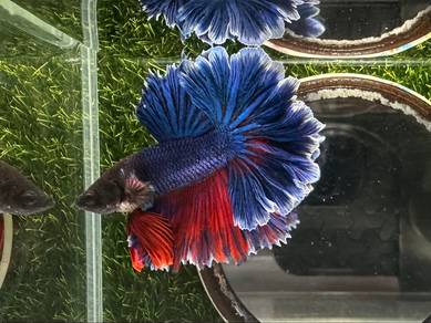 Thailand imported betta fish