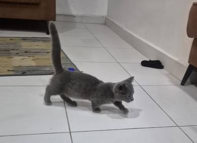 Munchkin British Short Hair