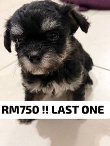 shih poo shihpoo shih tzu mix poodle 