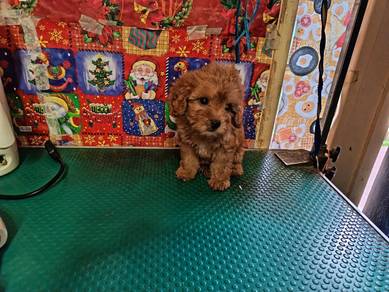 Maltipoo Female puppy