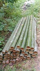 Buluh Besar hutan 