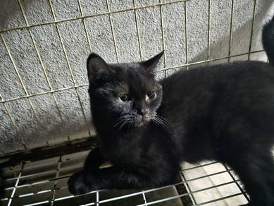BSH Hitam