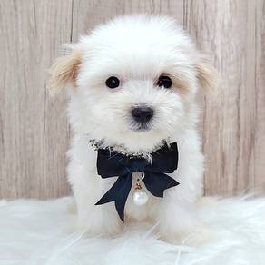 Bichon